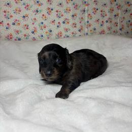 June - Dapple female Dachshund puppy in Mountain Grove, Missouri from Happy Hounds