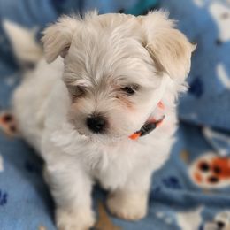 Maltese Puppies from My Precious pups
