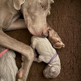 Weimaraner Puppies from Trax Weimaraners