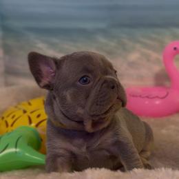 Elena - Tricolors female French Bulldog puppy in Spokane, Washington from Lilac City Frenchies