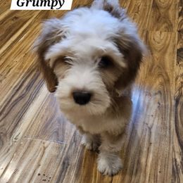Grumpy - Gold and white male Tibetan Terrier puppy in Dorena, Oregon from West Coast Tibetans