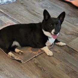 Sister - Pembroke Welsh Corgi