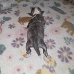 Shihpoo and Shih Tzu Puppies from Gemstone Puppies