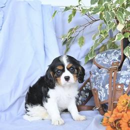Kingston - Tri-color male Cavalier King Charles Spaniel puppy in Sacramento, California from Blueberry Hill Cavaliers