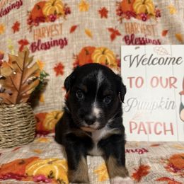 Loki - Black tri male Miniature Australian Shepherd puppy in Liberty, Mississippi from Liberty Oaks Aussies and Dachshunds