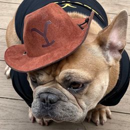 Mable - French Bulldog