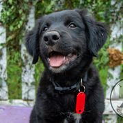 Border Collie, Golden Retriever, and Sporty Mix Puppies from Turbo Border Collies & Coltrievers
