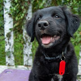 Border Collie, Golden Retriever, and Sporty Mix Puppies from Turbo Border Collies & Coltrievers