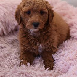 Lulu - Red  female Goldendoodle puppy in Apopka, Florida from Rae Precious Puppies