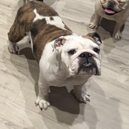 Bling - Red brindle and white female Bulldog puppy in Kirbyville, Texas from Empire Bulldogs & French Bulldogs