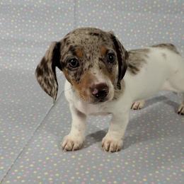 Dachshund Puppies from Newbern's Nuggets