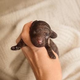 Albert - Chocolate male Goldendoodle puppy in Millville, California from Hope Lane Kennels
