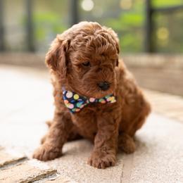 Lio - Red  male Goldendoodle puppy in Winter Springs, Florida from Lucky Heart TeddyBear Goldendoodles