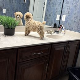 Cockapoo and Poodle Puppies from Puppie Poos 4 U