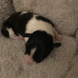 Papillon Puppies from 329 Cheerio Tiny Papillons