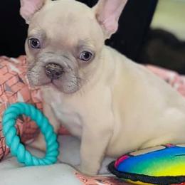 Bulldogs and French Bulldogs from Bomb City Bulldogs