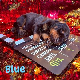 Blue - Black and rust male Doberman Pinscher puppy in Louisville, Kentucky from Ruiz Dobermans