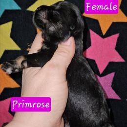 Primrose - Black and silver female Miniature Schnauzer puppy in Biscoe, North Carolina from Clouser's Bodacious Danes & Miniature Schnauzers