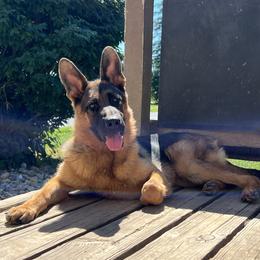 German Shepherd Puppies from Aus Gerstbrei German Shepherds