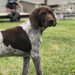 Dash - German Shorthaired Pointer