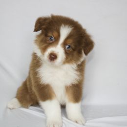 Belle - Red tri-color female Australian Shepherd puppy in Richmond, Texas from Big Zen Aussies