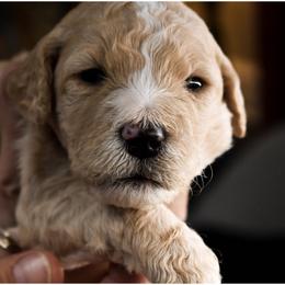 Goldendoodle Puppies from Wildflower Doodles
