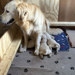 Golden Retriever Puppies from Hagan's Golden Retrievers
