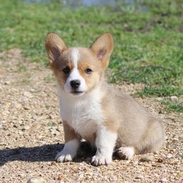 American Corgi, French Bulldog, and Pembroke Welsh Corgi Puppies from Moonstone Corgis & Frenchies