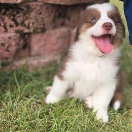 Red Collar-Finn - Red tri-color male Miniature American Shepherd puppy in Statesboro, Georgia from Azure Miniature American Shepherds