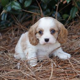 Boy 4 - Blenheim male Cavalier King Charles Spaniel puppy in Lula, Georgia from Cavaliers by Crumley