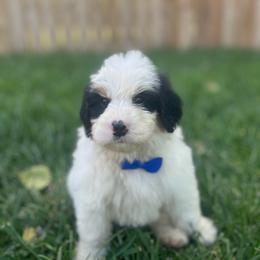 Toad-Blue - Tri-color male Bernedoodle puppy in Casper, Wyoming from 307 Doodles