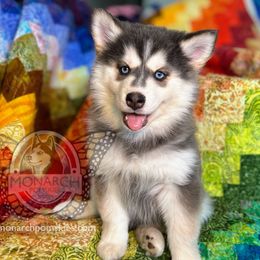 Monarch Strawberry - Silver and white Pomsky puppy in Greeley, Colorado from Monarch Pomskies | Northern Colorado