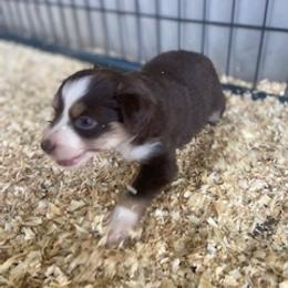 Toy Australian Shepherd Puppies from Lone Oak Aussies
