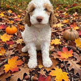 Bird - Parti female Goldendoodle puppy in from Pink Poodles and Doodles