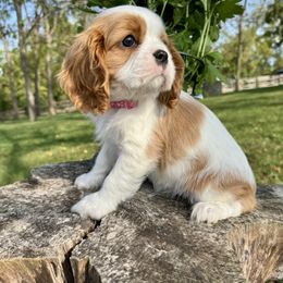 Coraline - Blenheim female Cavalier King Charles Spaniel puppy in Shepherdsville, Kentucky from Cavalierkentuckypride