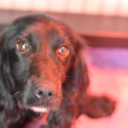 Moody - English Cocker Spaniel