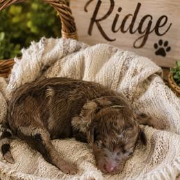 Ridge-Green Collar - Red merle male Aussiedoodle puppy in Grand Blanc, Michigan from B's Aussiedoodles