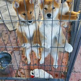 Louie - Red male Shiba Inu puppy in Dodge City, Kansas from Pendragon Shiba Inu