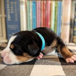 Light Blue Girl (Laura) - Black, white and red female Greater Swiss Mountain Dog puppy in Edinboro, Pennsylvania from Greater Swiss of Whitetail Acres