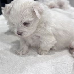 Maltese Puppies from AKC Maltese California