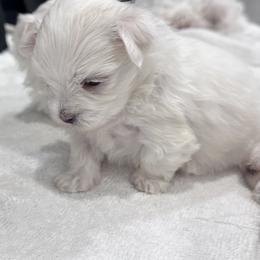Maltese Puppies from AKC Maltese California