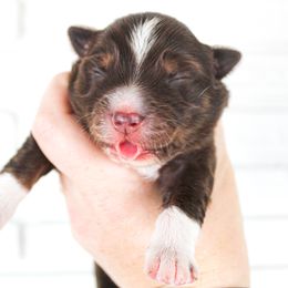 Miniature Australian Shepherd Puppies from Yarborough Kennels