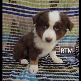 Rush - Red tri male Miniature Australian Shepherd puppy in Bend, Oregon from Badlands Toy and Mini Aussies