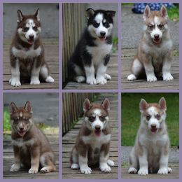 Siberian Husky Puppies from Spalla Pups