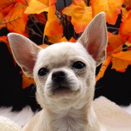 Gianni - Chihuahua