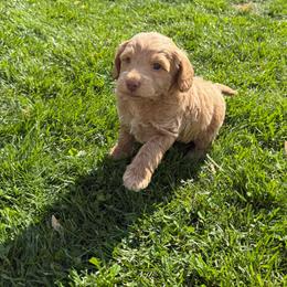 Guinness - Apricot male Goldendoodle puppy in Stratford, New Jersey from Meadow Lark Doodles