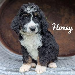 Honey - Tri-color female Bernedoodle puppy in Lancaster, Minnesota from Richardville Hunde