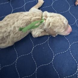 Goldendoodle Puppies from Crystal Romero