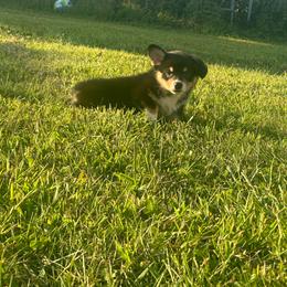 Miranda - Black and tan female American Corgi puppy in Payson, Illinois from Creek Farm Corgis