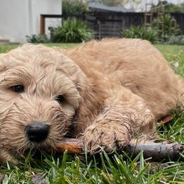 Goldendoodle Puppies from Lundee Doodles